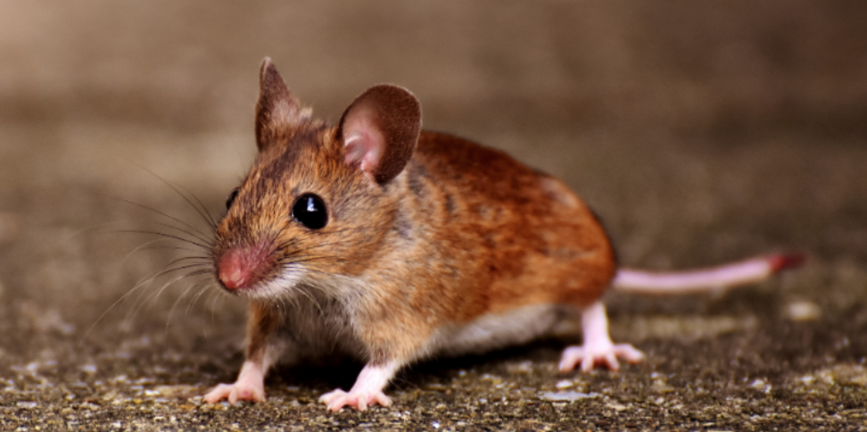 What 'Complete Exclusion' Should Mean in Rodent Control