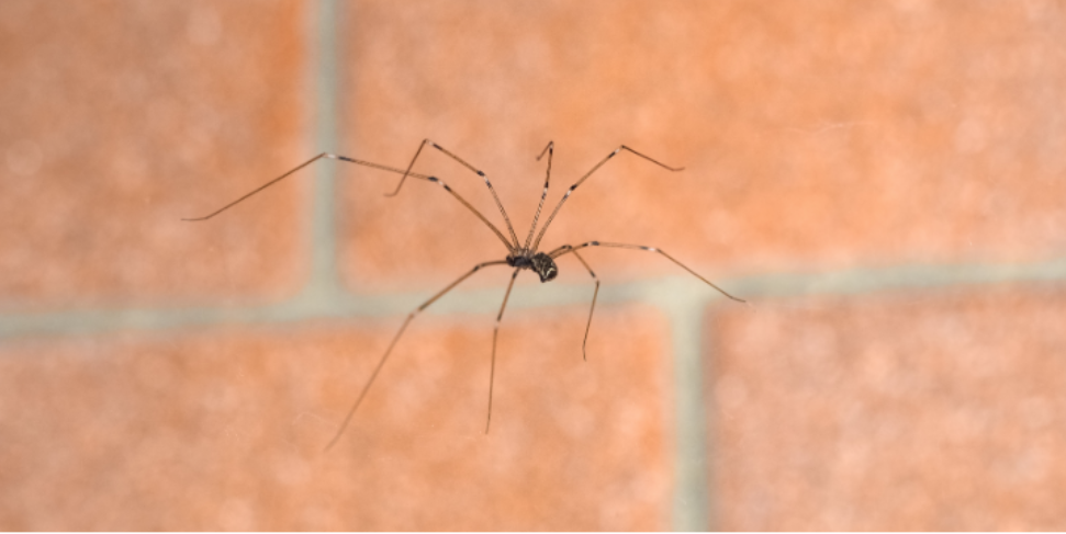 Which Spiders in Frederick Deserve Real Caution?