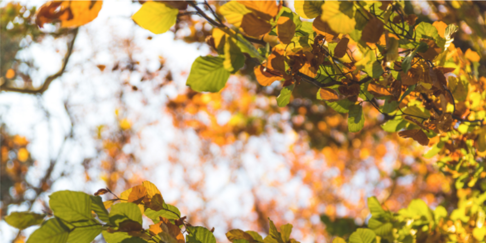 Why Fall Is the Time to Check Your St. Joseph Home for Pest Entry Points