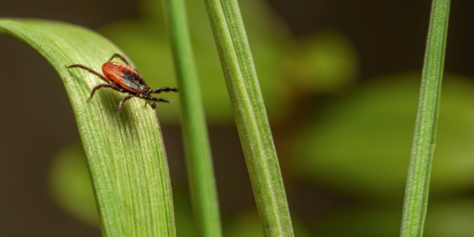 Why Ticks Can Stay Active in Short Pump, VA During the Fall