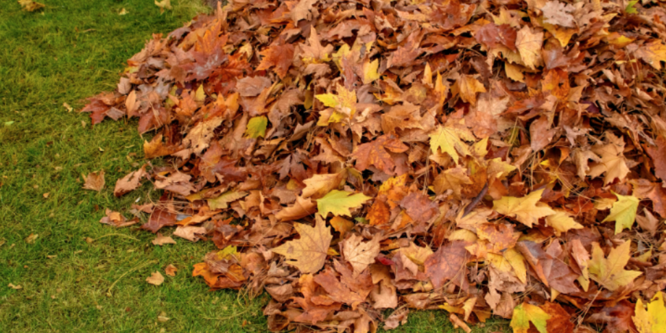 Why Cooler Fall Weather Sends Rodents Toward Locust Grove Homes