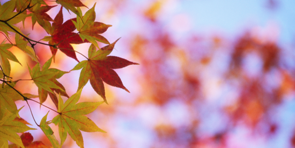 Why Pests Start Looking for Shelter Around Westerville Homes in the Fall