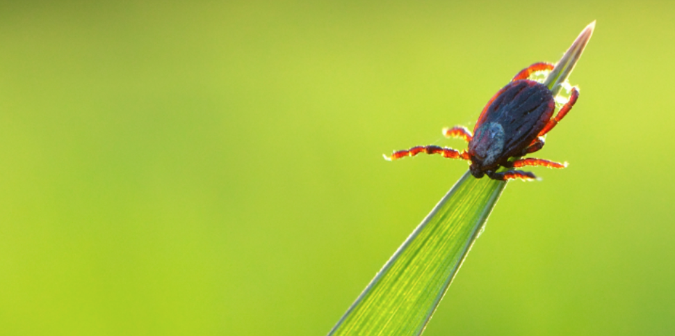 Hidden Tick Spots in Greenwich Yards