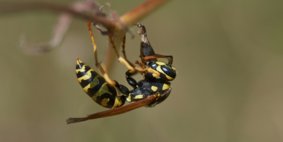 Wasp Control in The Woodlands: What’s Attracting Them?