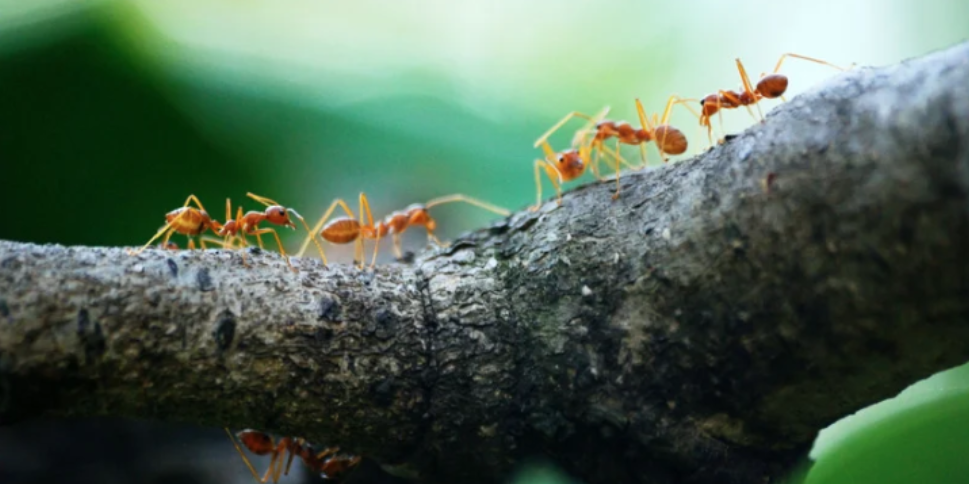 Signs You May Have an Ant Problem Around Your Brighton Home