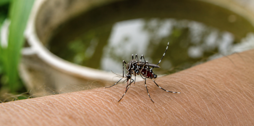 Identifying Hidden Mosquito Breeding Spots Around Millersburg Homes
