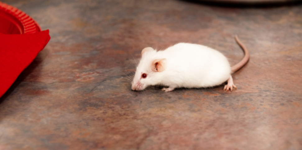 When Do Rodents Migrate Into South Salem Homes Each Winter?