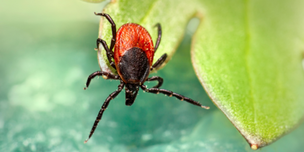 Why Tick Prevention Shouldn't End When Summer Ends in Oklahoma City