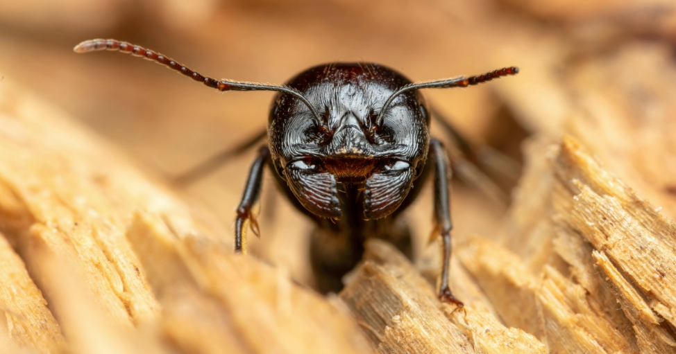 Do Carpenter Ant Colonies Cause Structural Damage?