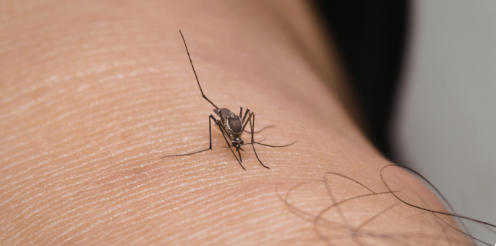 Why Mosquitoes May Still Be Biting Around Raleigh Backyards After Summer