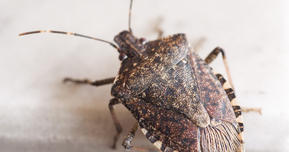 Why Stink Bugs Gather on Homes in Late Summer and Fall