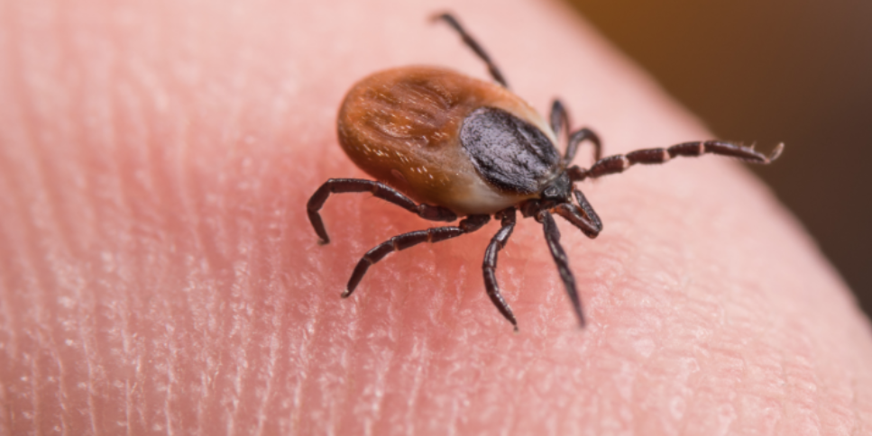 A Guide for Checking Your Wayne Yard for Tick Friendly Areas