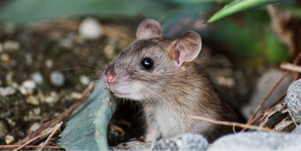 Miller Place Rodent Challenges in Waterfront Properties