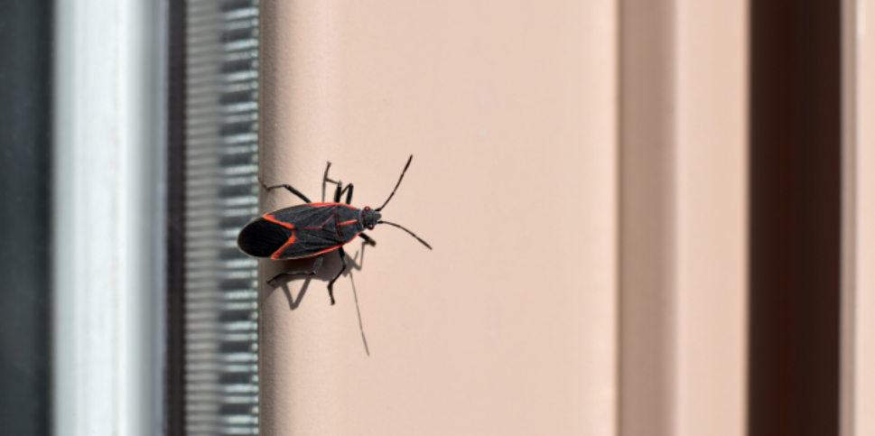 How to Keep Boxelder Bugs from Invading Your Wisconsin Home this Fall