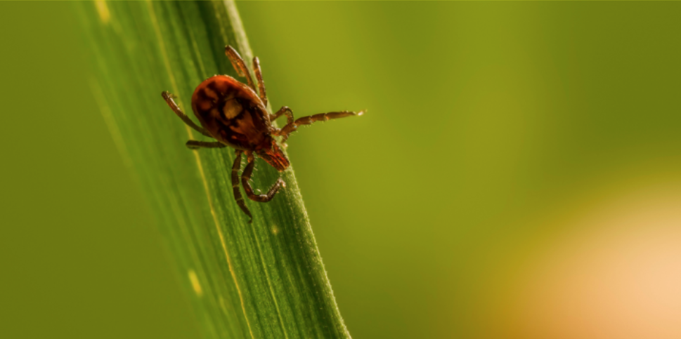 Tick Prevention Tips for Your West Chester Home This Fall