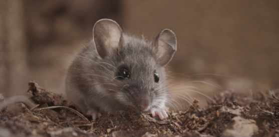 Tips for Rodent Prevention Before It's Too Late