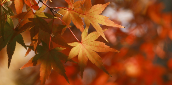 Why Pests Start Looking for Shelter Indoors as Temps Drop