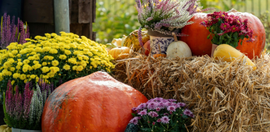 How Pest Behavior Changes in the Fall