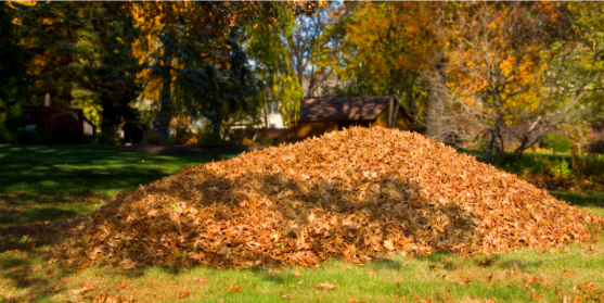 Why Leaf Accumulation Can Raise Tick Exposure Around Midlothian