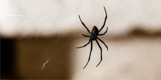 Can Spiders Signal a Larger Pest Problem?