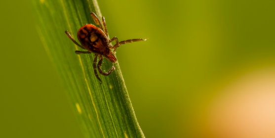 Where Do Ticks Hide in Plano Yards?