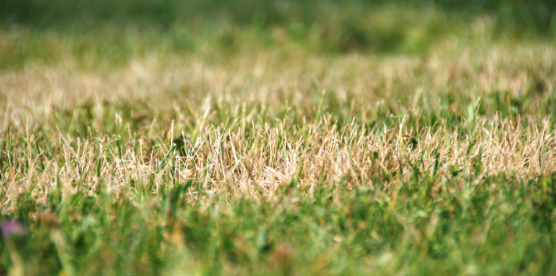 How Heat and Dry Weather Drive Pests Indoors