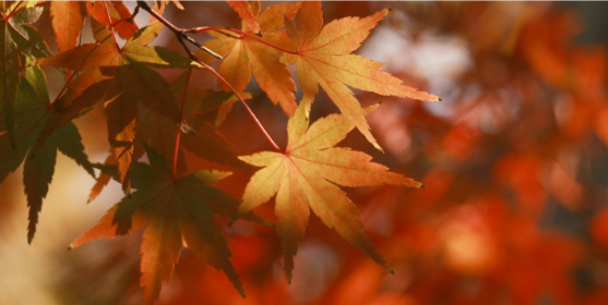 How Fall Weather Changes Pest Activity in Spotsylvania Courthouse