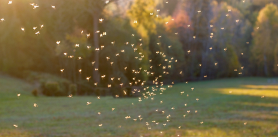 Where Mosquitoes Hide Around Norcross Yards in Early Fall