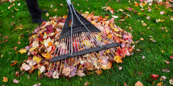 Fall Yard Cleanup and Tick Prevention: Helping Protect Your Greer Backyard From Pests Before Winter