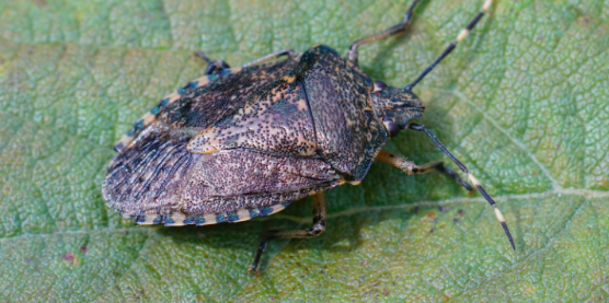 Are Overwintering Insects Hiding in Your La Crosse Home? Signs to Look For.