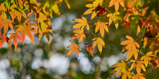 What Pests Are Most Likely to Invade Lexington Homes During the Fall?