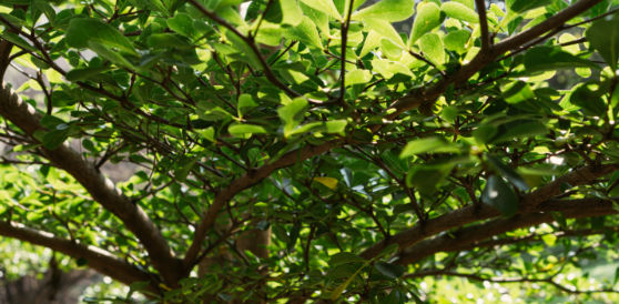 Why Mosquitoes Spend So Much Time in Shaded Trees and Shrubs