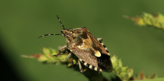 Why Do Stink Bugs Become a Nuisance in the Fall?