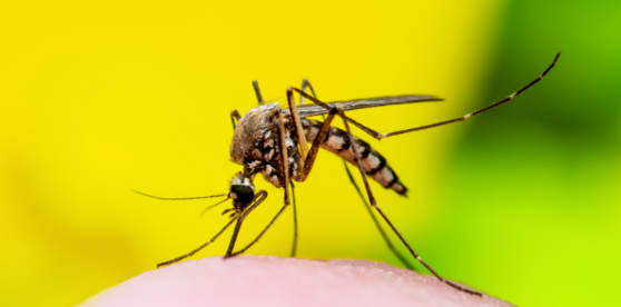 Why Mosquitoes Can Still Be Biting Around Portage Homes in October