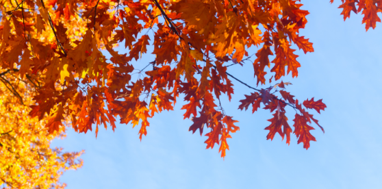 How Fall Weather Changes Pest Activity in Williamsburg