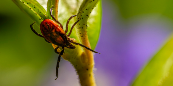 Will Ticks Die Out in the Fall?