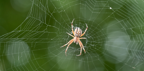 Why Spiders May Move Closer to Fayetteville Homes as the Weather Changes
