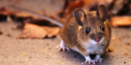 The Winter Mouse Inspection: 7 Places Waukesha Homeowners Should Check Before the First Snow