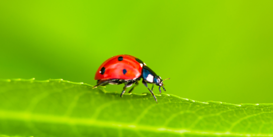 Asian Lady Beetle vs. Ladybug: How Waukesha Homeowners Can Tell the Difference