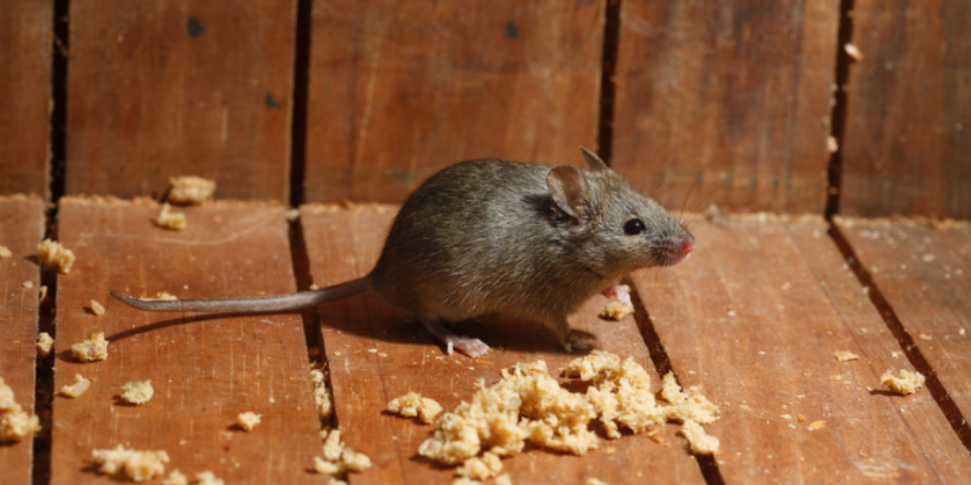 Why Overwintering Pests Love Your Home in Little Silver