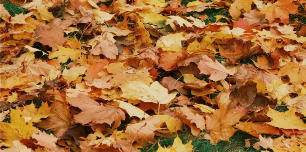 How Fall Temperatures Drive Pests into Dallas Homes