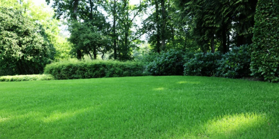 What Makes a Backyard Tick-Friendly in Ada? A Fall Property Inspection Guide