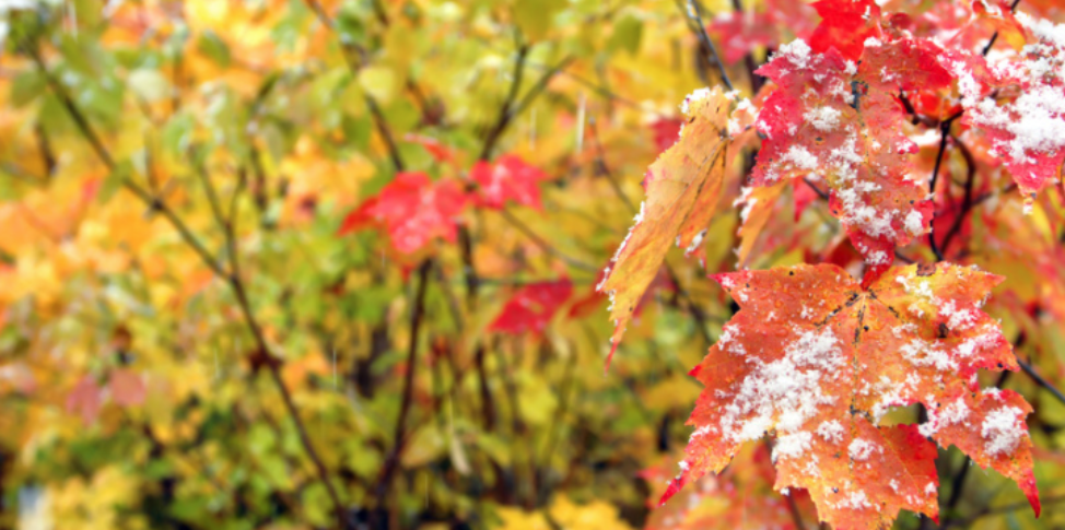 A Thanksgiving-to-Winter Pest Prevention Checklist for Okemos Homeowners
