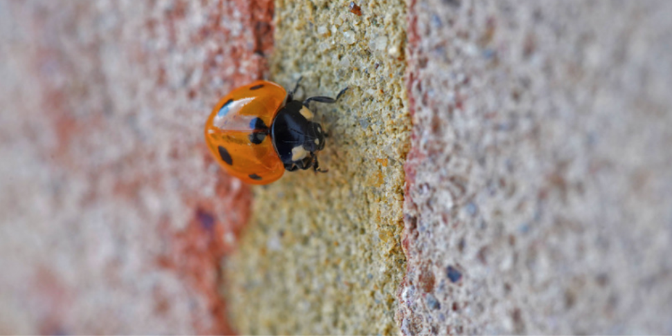 Why do Overwintering Pests Move Toward Westport Homes?