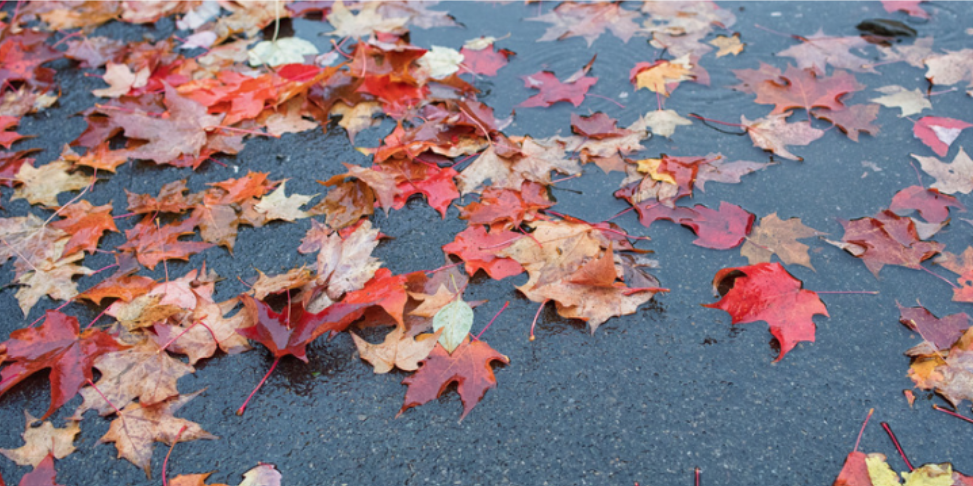 How Fall Rain Can Affect Mosquito Activity in Spring
