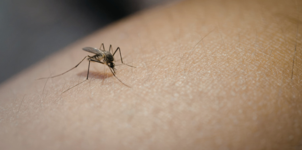 What Northville Homeowners Can Do in Fall to Reduce Next Year's Mosquito Problems