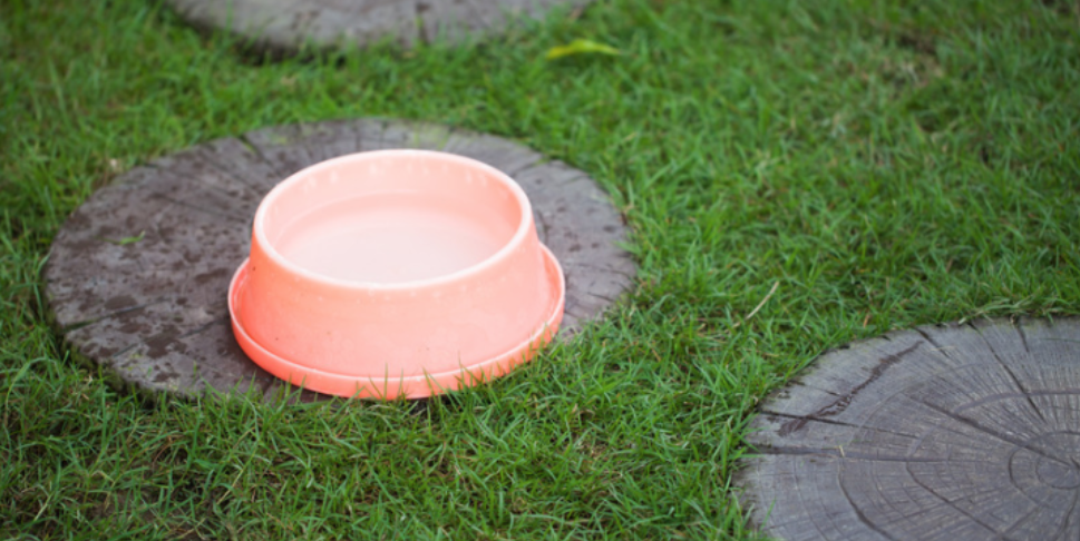 Why Mosquitoes Can Still Be Active in Scribner During the Fall