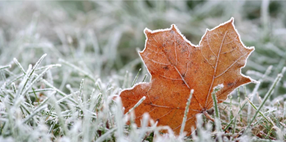 Fall Pest Exclusion: Shielding Millstone Township Homes Before Frost