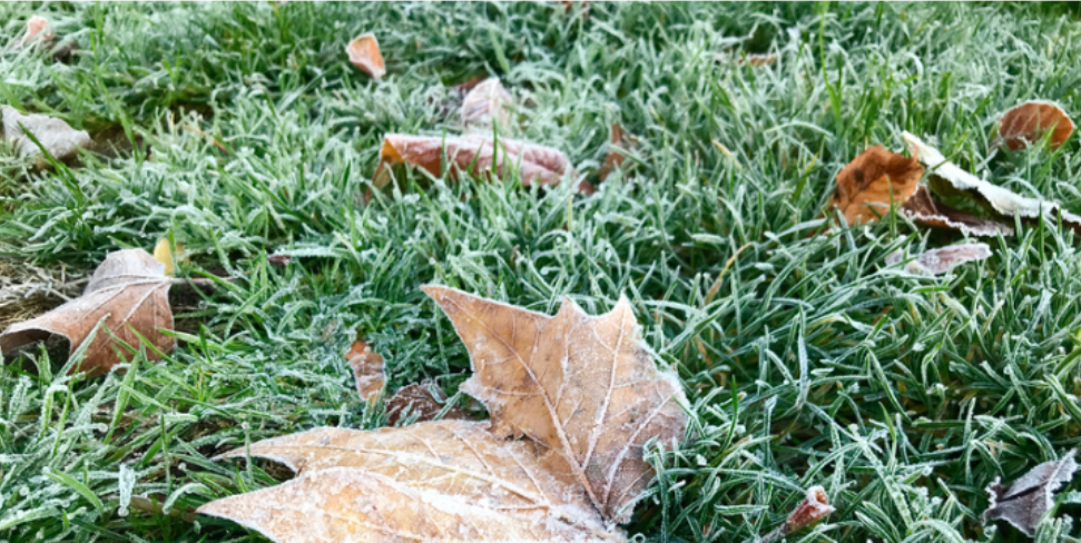 Where Do Common Fayetteville Pests Go During the Winter?