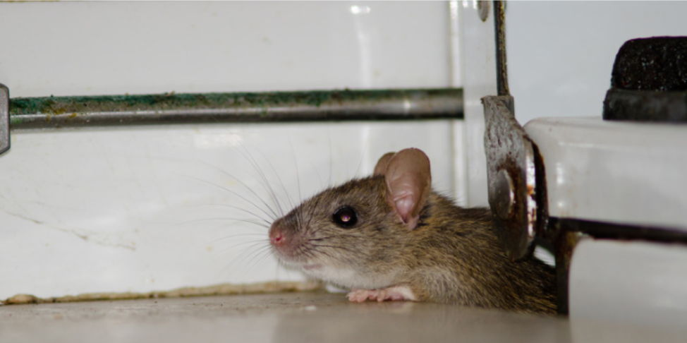 How Mice Get Into Your Garage in Romulus, MI